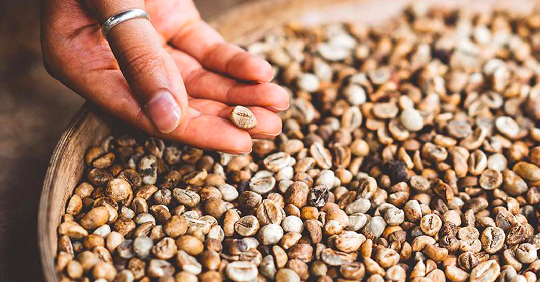Debunking the Mycotoxin myth: mould in coffee pods