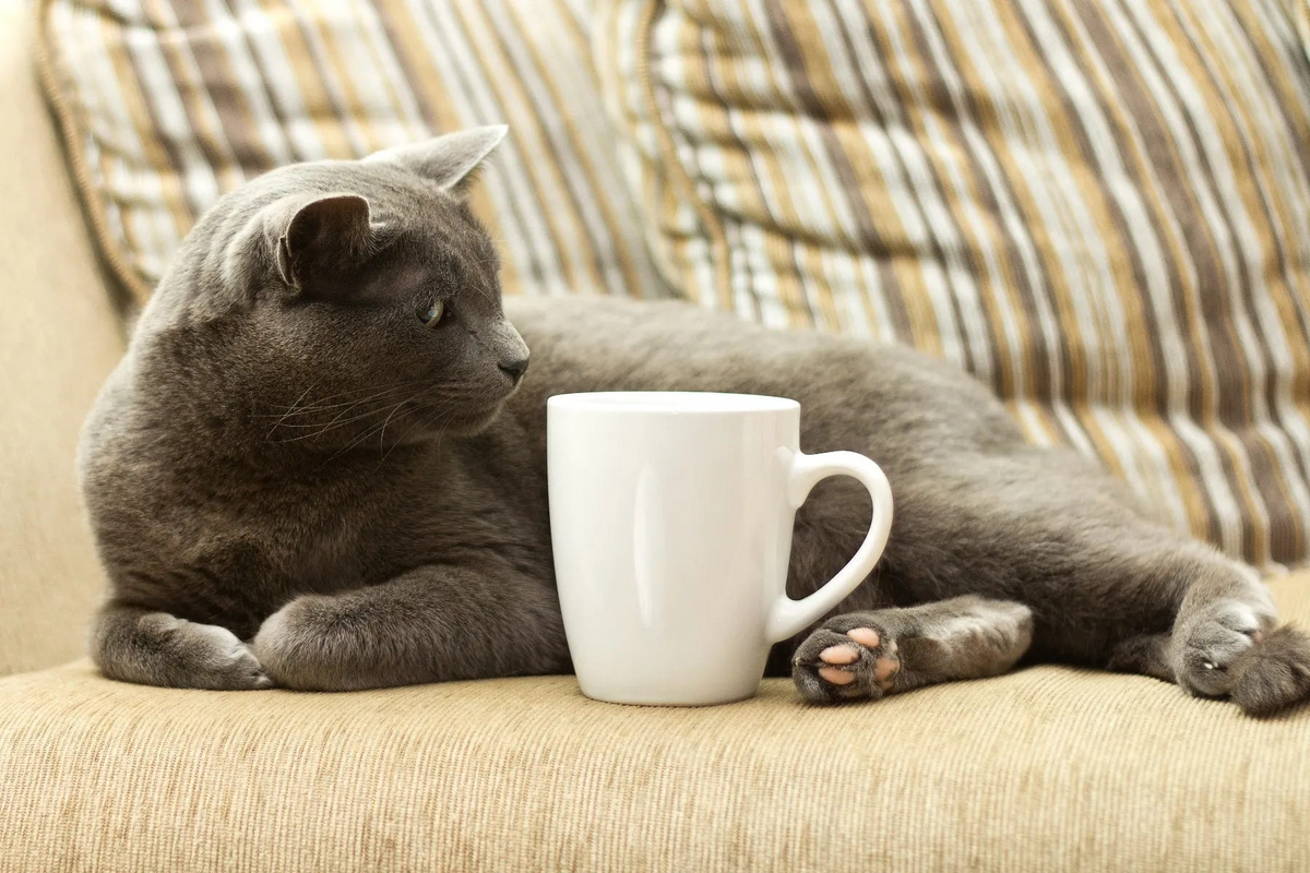 10 Fun Facts About Coffee