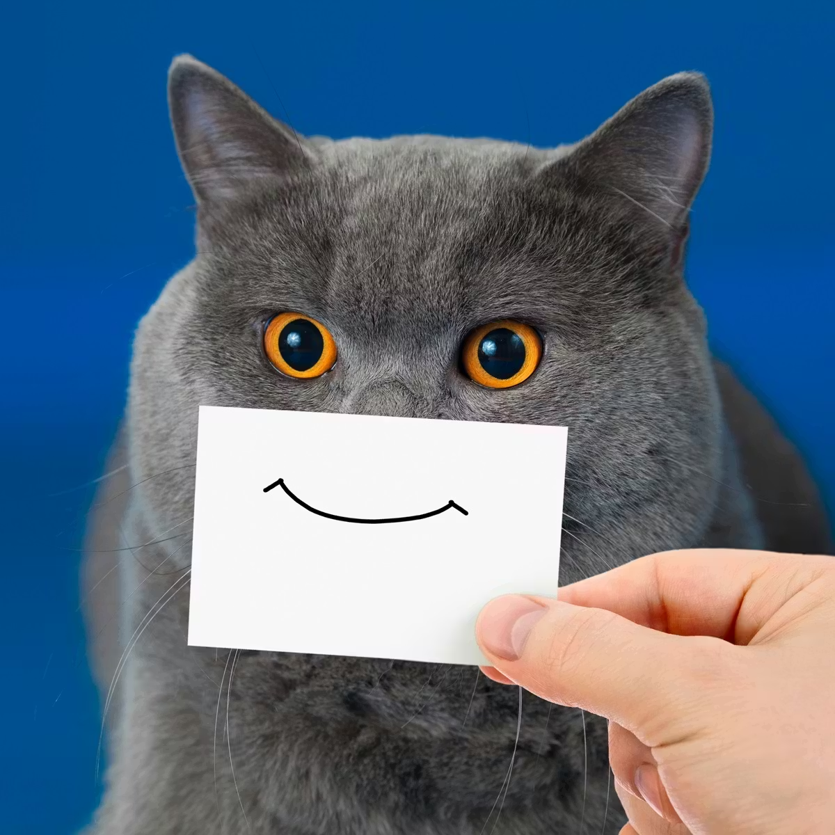A grey cat behind a card with a hand-drawn smile, illustrating Urban Brew's happy-or-money-back promise